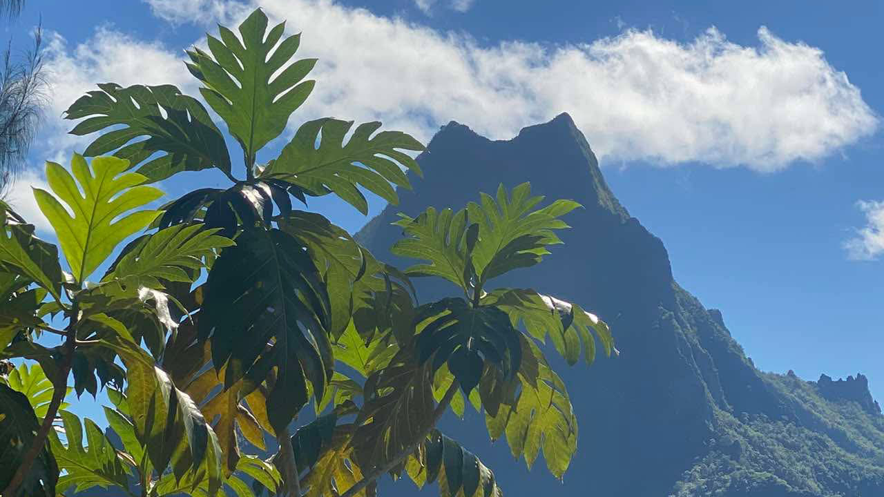 tahei-auti-ia-moorea-celebration-matarii-i-nia-2025