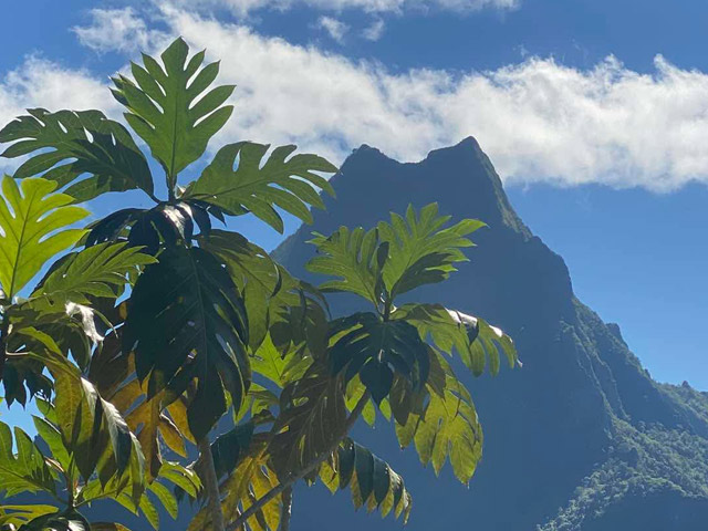 Matari’i i nia celebration on Saturday, November 22, 2025